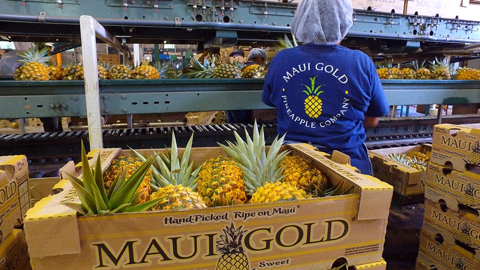 Best Made on Maui Gold Pineapples