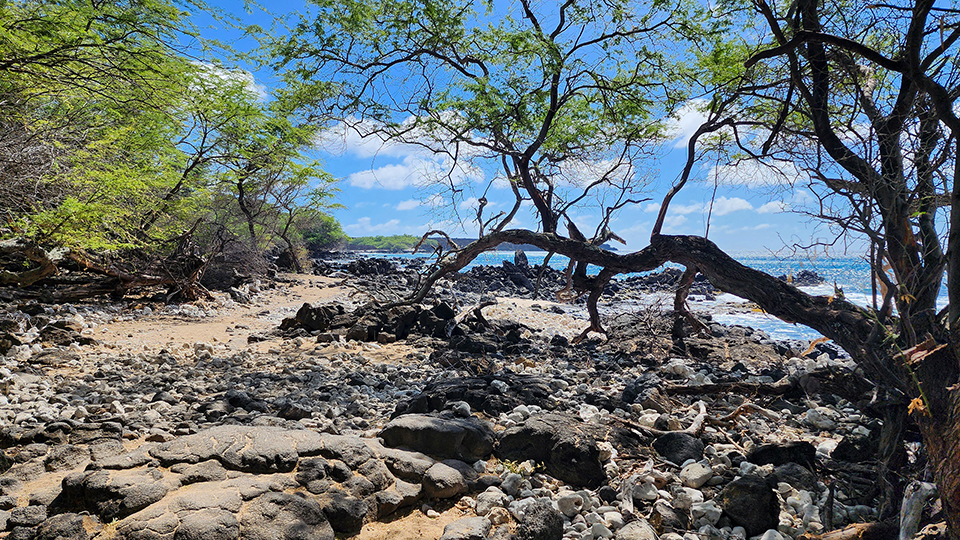Best Maui Beach La Perouse Bay