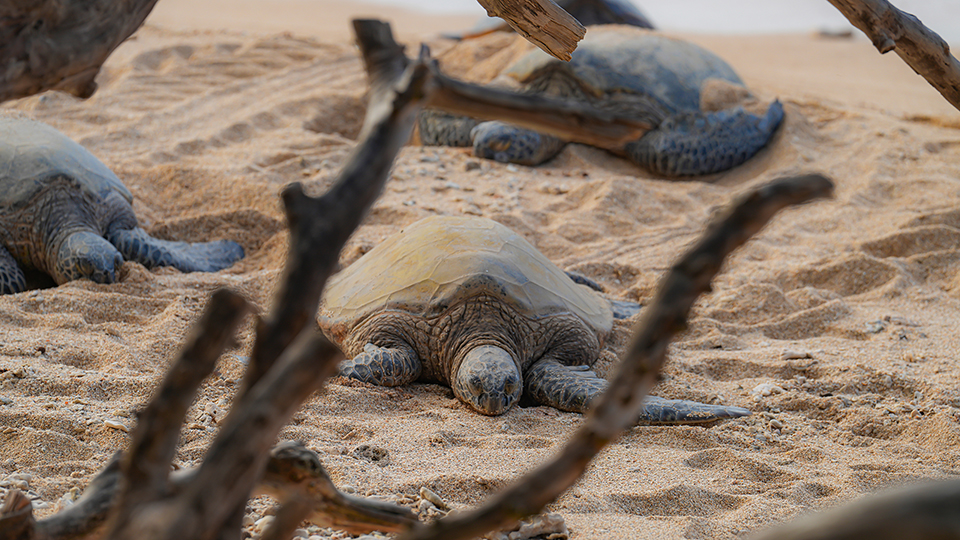 Hawaiian Green Sea Turtles Resting on Ho'okipa Beach