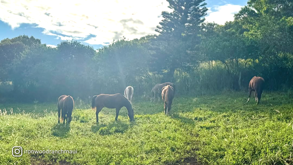 Napili Kapalua Activities Horseback Tour at Ironwood Ranch