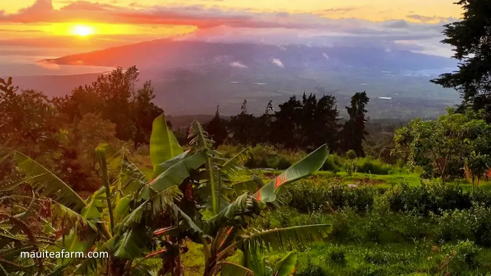 Best Plantation Tour Maui Tea Farm