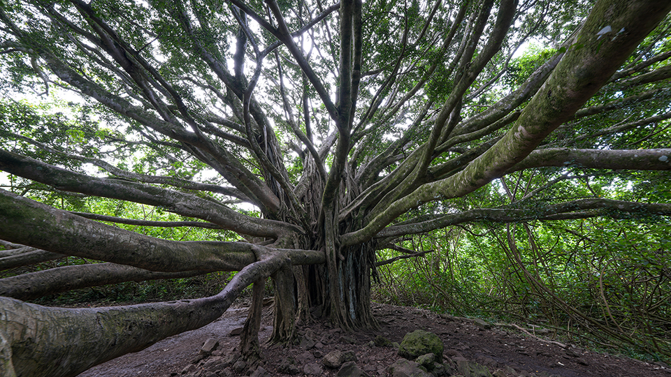 Best Road to Hana Stops in Maui Pipiwai Trail