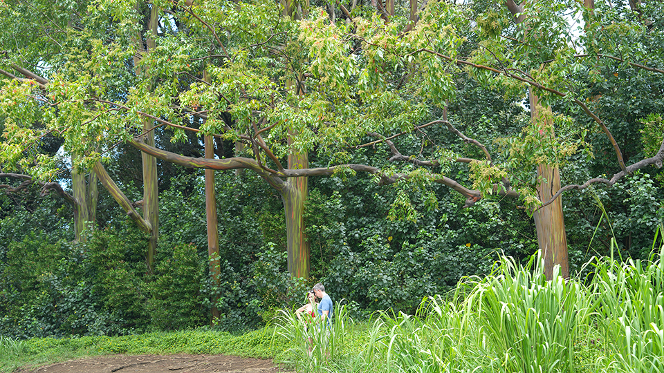 Best Stops Road Hana Rainbow Eucalyptus Forest