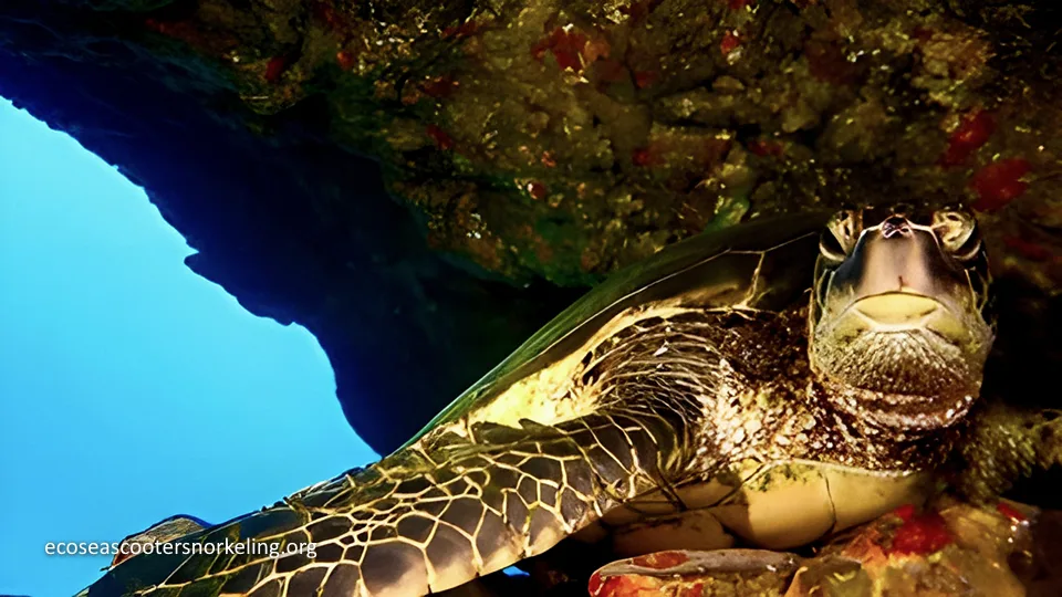 Best West Maui Activities Sea Scooter Snorkeling