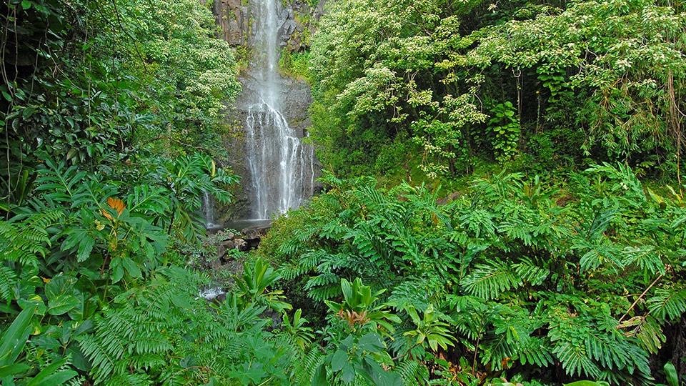 Waimea Valley Top Hawaii Wedding Location