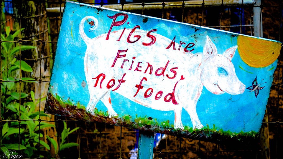 Best Maui Activities Leilani Farm Sanctuary