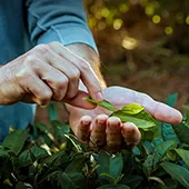 Best Plantation Tour Maui Tea Farm