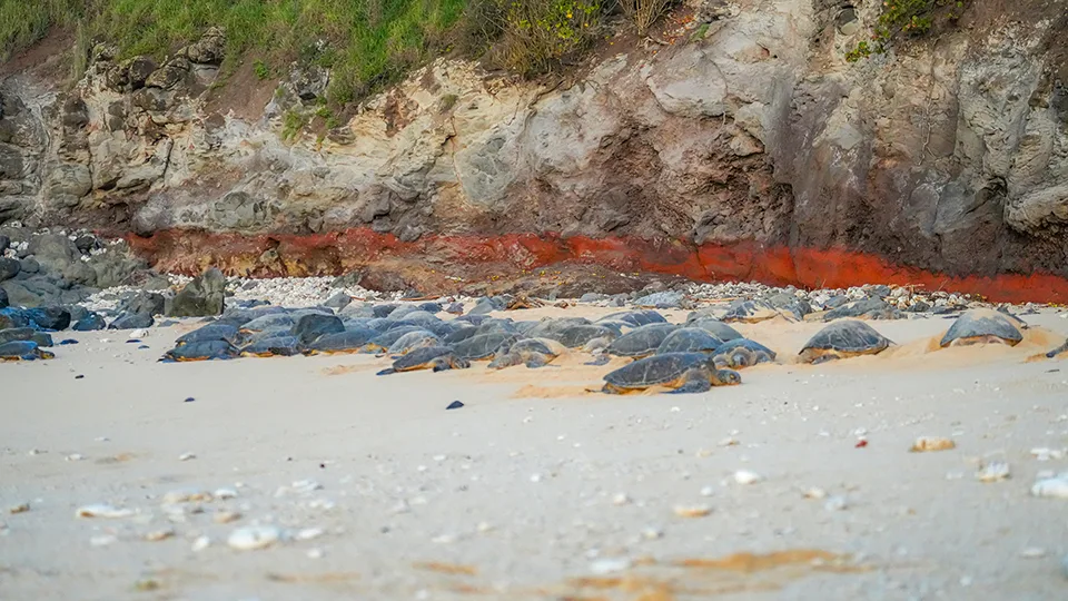 Large Group of Sea Turtles on Maui Beach