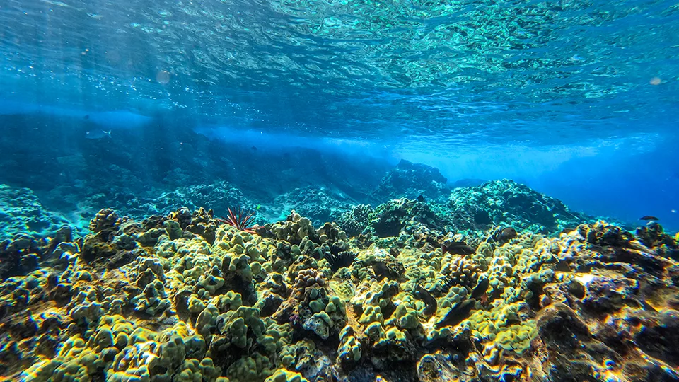 Maui Coral Reef