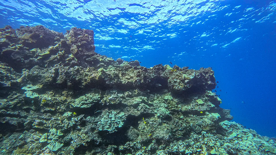 Maui Coral Reef
