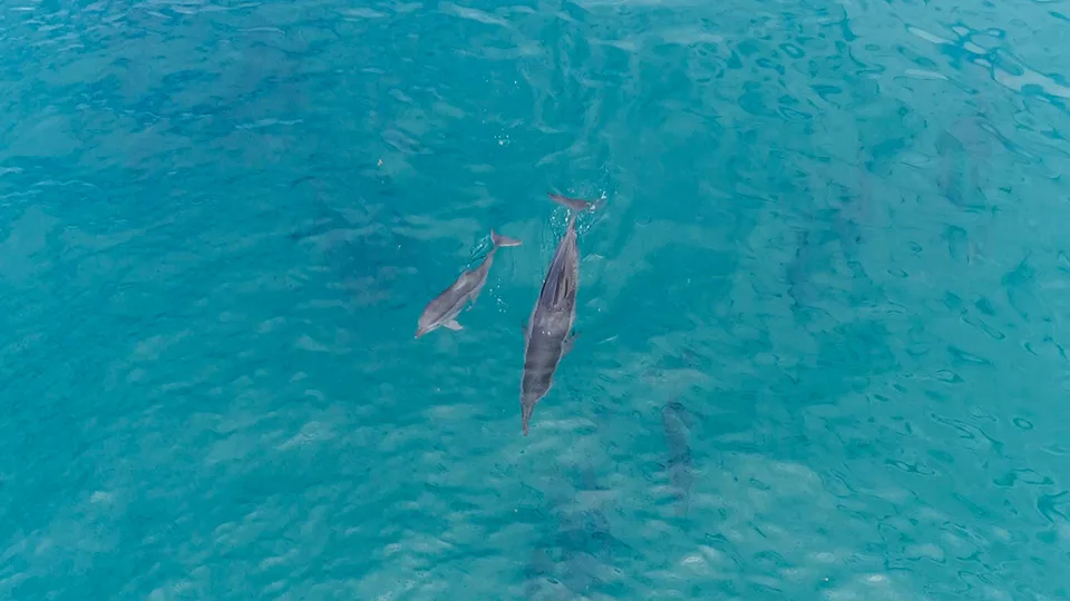 Group of Hawaiian Spinner Dolphins