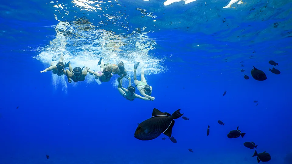 Group of Snorkelers Viewing Tropical Fish