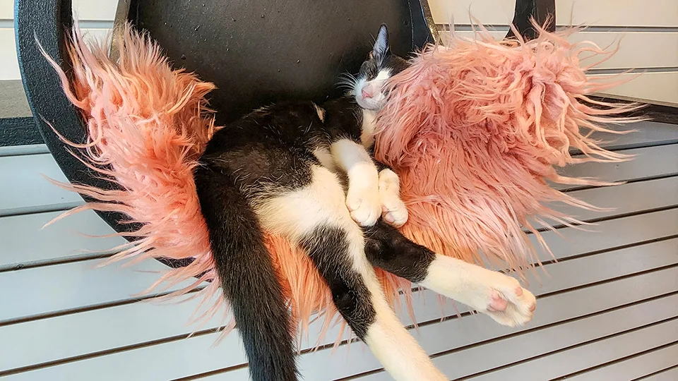 Adoptable rescue cats interacting at Cat Cafe Maui, showing the cafe's mission to find homes for shelter cats