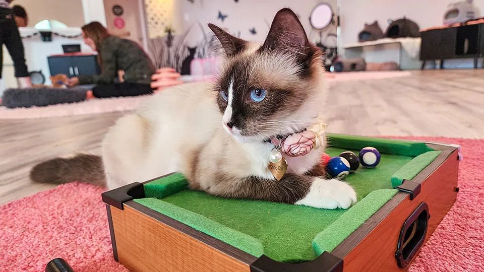 Cat playing on miniature pool table at Cat Cafe Maui, demonstrating interactive cat entertainment areas