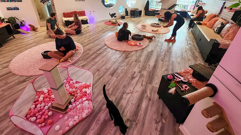 Cat yoga class in session at Cat Cafe Maui with participants on pink yoga mats in decorated studio space