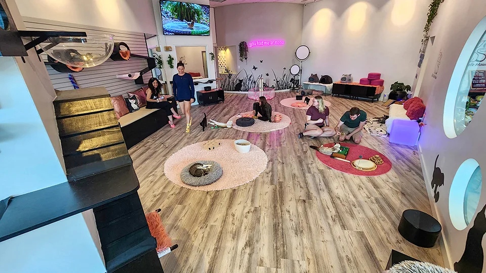 Wide interior view of Cat Cafe Maui showing open layout, cat towers, and visitor seating areas