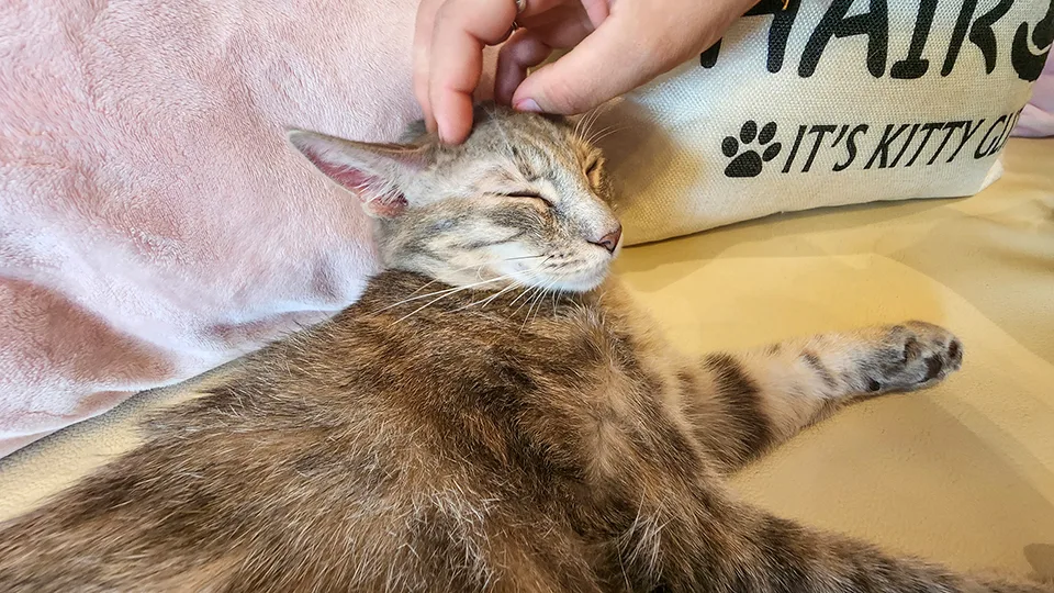 Tabby cat being petted by visitor at Cat Cafe Maui, showing human-cat interaction during cafe sessions
