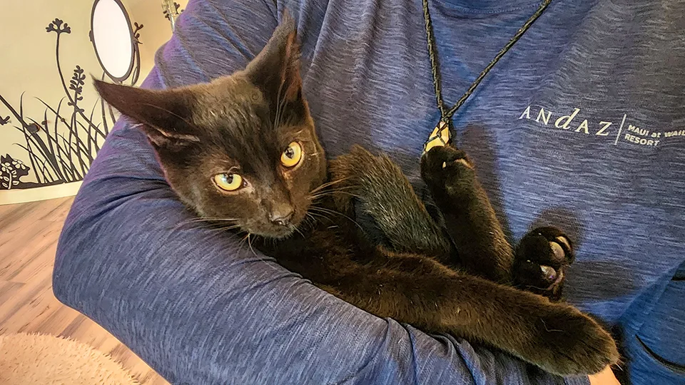 Black cat playing with toy at Cat Cafe Maui in Kahului, featuring blue bean bag chairs and cozy cafe interior