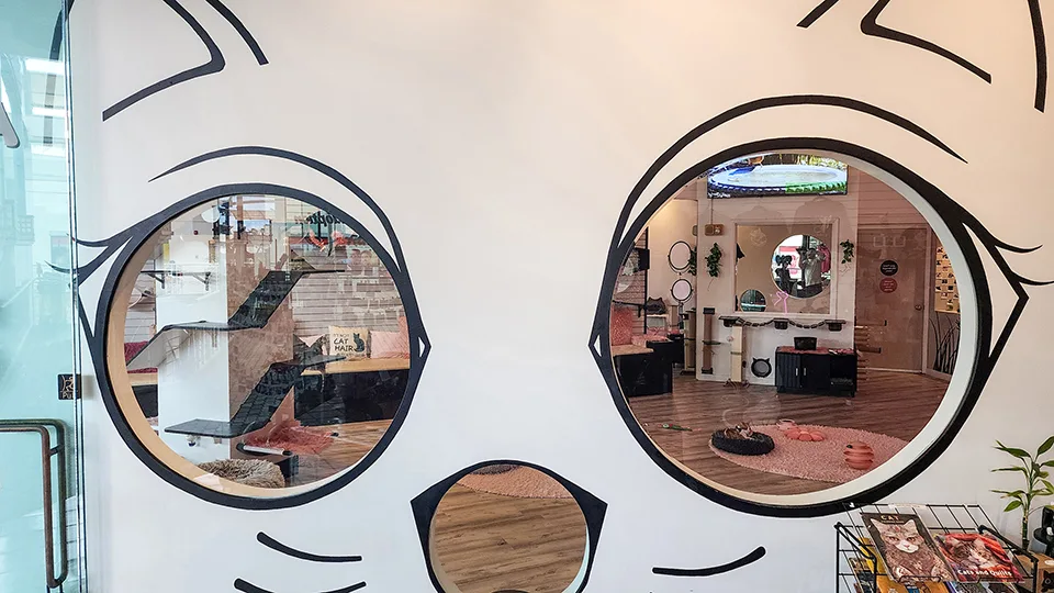 Interior view of Cat Cafe Maui showing circular window design and cat play areas with visitors