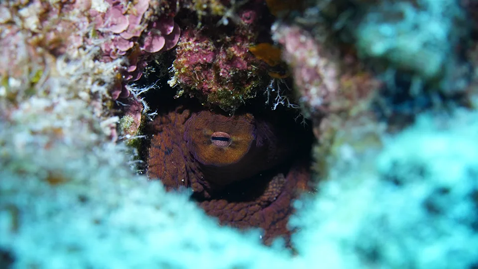 Hawaiian octopus partially hidden in a coral crevice, representing the spiritual depth of Kanaloa.