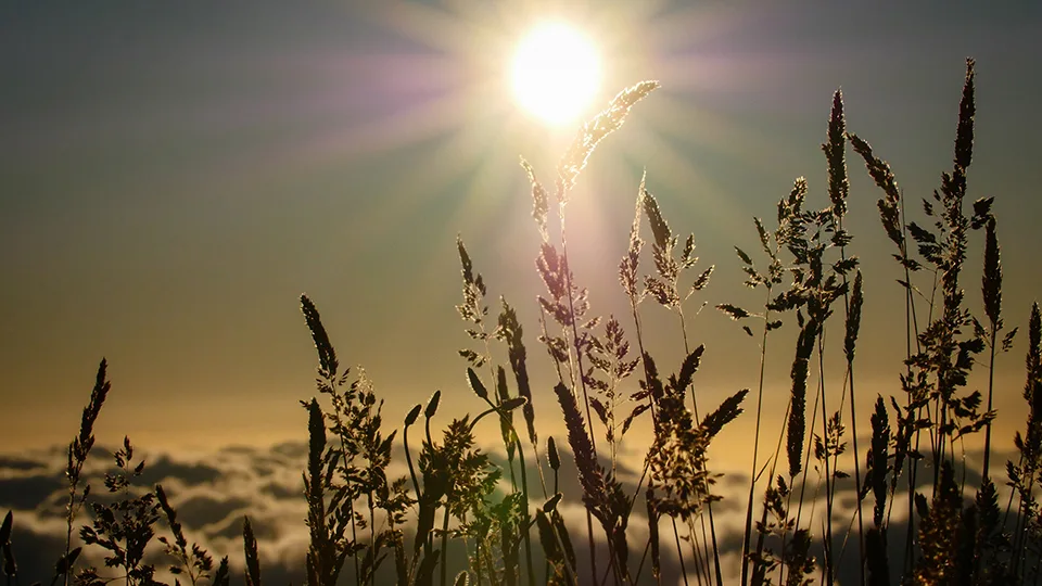 Sunset light flaring through tall grass near Haleakalā’s summit, capturing the park’s high-altitude beauty.