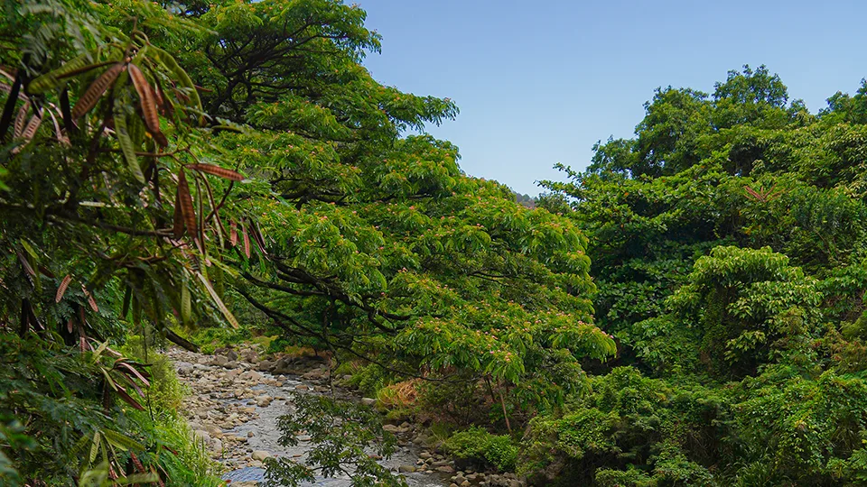 Tropical foliage and riverbed trail in ʻĪao Valley.