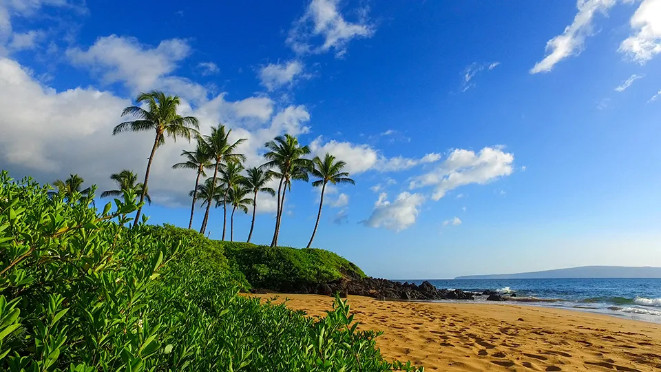 Daytime shot of Makena Cove with palm trees on a rocky bluff overlooking the ocean.