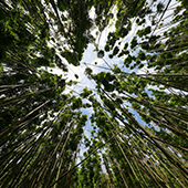 Best Road to Hana Stops in Maui Pipiwai Trail