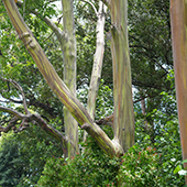 Best Road to Hana Stops in Maui Rainbow Eucalyptus Forest