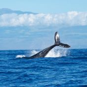 Humpback Whale