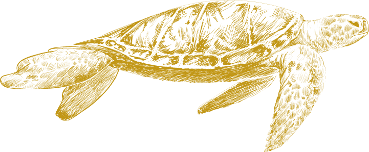 Gold Sea Turtle Illustration Large