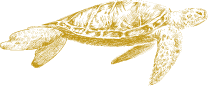 Gold Sea Turtle Illustration Small