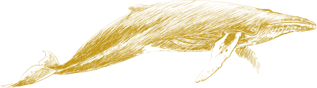 Gold North Pacific Humpback Whale Illustration