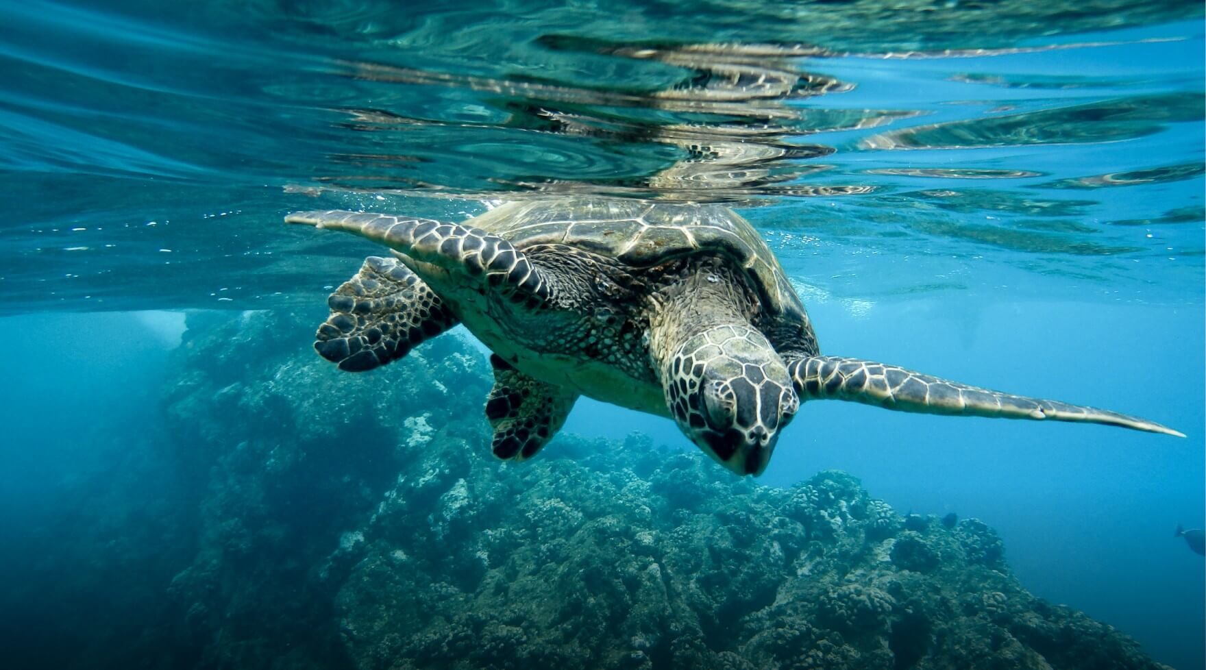 Hawaiian Green Sea Turtle Swimming Underwater Near Maui's Turtle Town