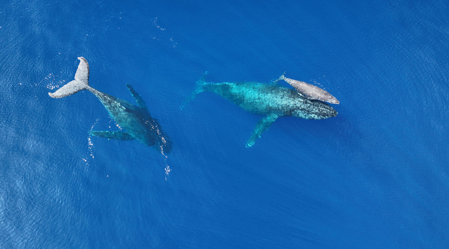 North Pacific Humpback Whale Adult, Mother and Calf