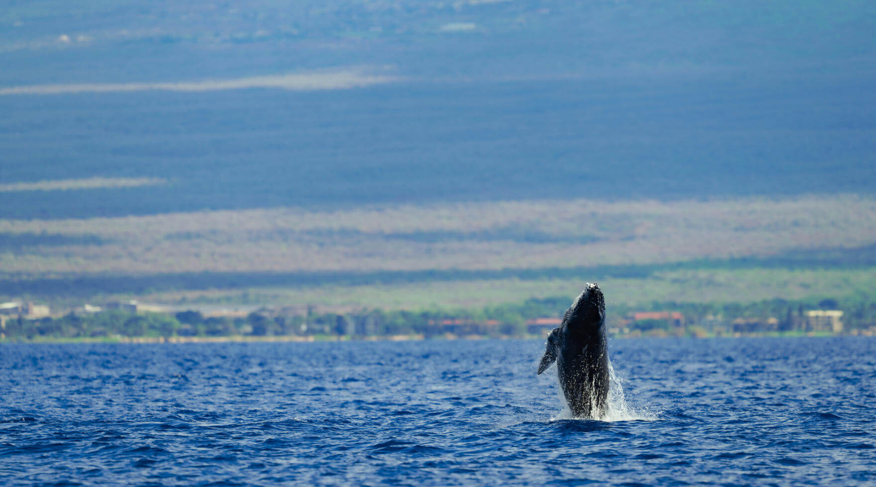 North Pacific Humpback Whale Breaching