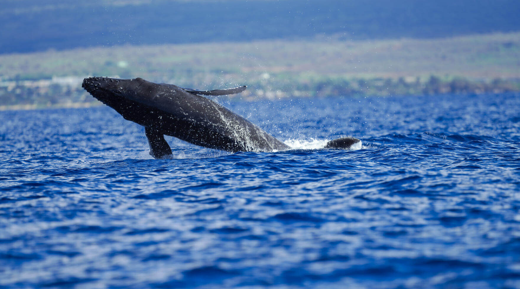 North Pacific Humpback Whale Breaching