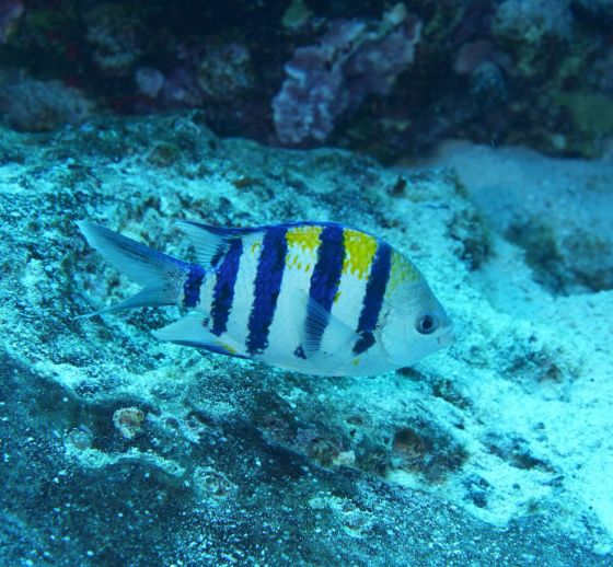 Seargent Fish Green Damselfish in Maui's Waters