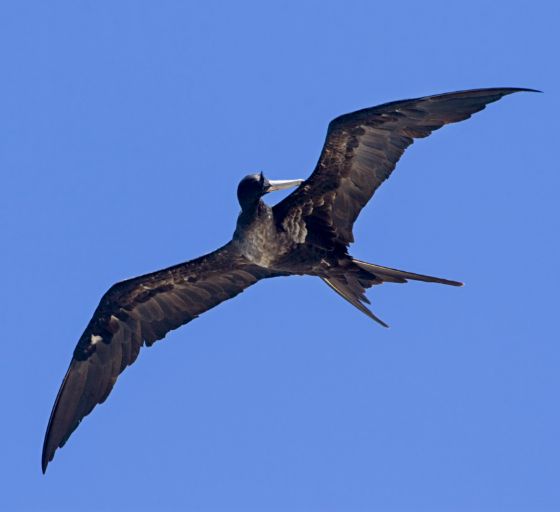 Great Frigatebird Flying Above Molokini Crater