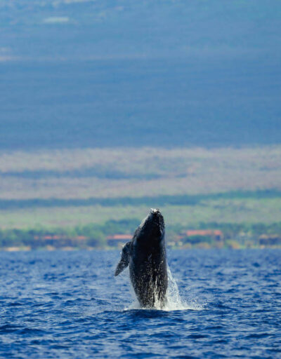 North Pacific Humpback Whale Breaching