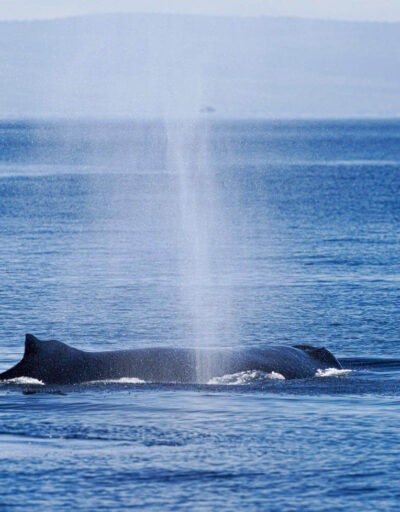 North Pacific Humpback Whale Spouting