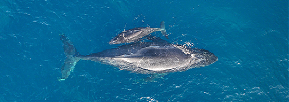 Humpback whale mother and calf