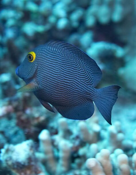 Reef fish near Molokini’s coral slope.