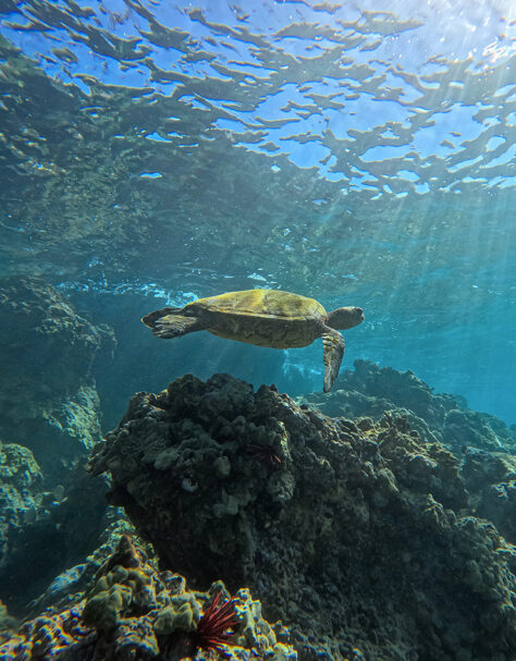 Green sea turtle at Maui’s Turtle Town reef