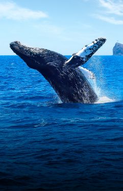 Humpback Whale Tail Slap Seen from Pride of Maui Whale Watching Tour