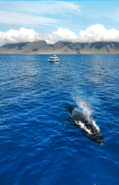 Humpback whale swimming near the ʻElua luxury catamaran during a Maui whale watching tour